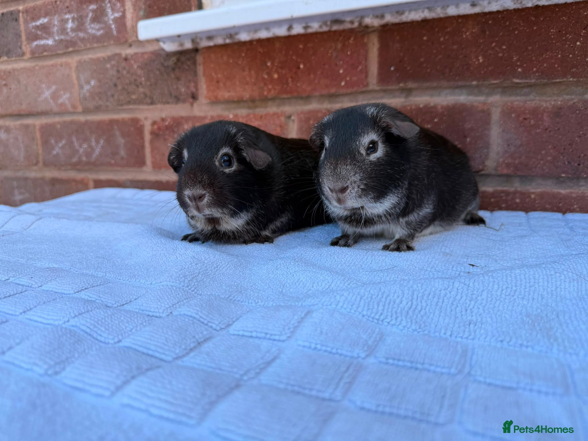 Guinea Pig rodents Guinea pigs for sale - Advert 2