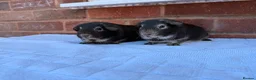 Guinea Pig rodents for sale: Guinea pigs for sale - Advert 2
