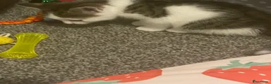 British shorthair Kitten 4