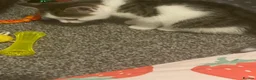 British Longhair cats for sale: 6 loved kittens  - Advert 16