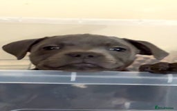 Staffordshire Bull Terrier dogs for sale:  Beautiful blue staffy litter amazing bloodlines - Image 15