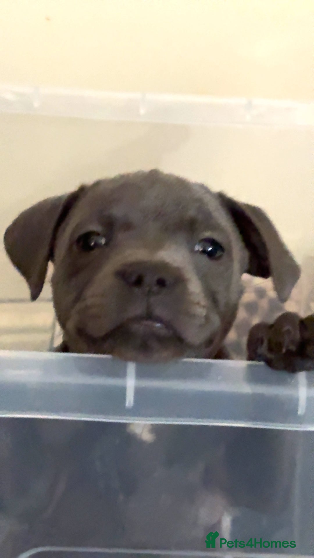 Staffordshire Bull Terrier dogs for sale:  Beautiful blue staffy litter amazing bloodlines - Image 15