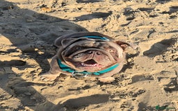 English Bulldog dogs for stud: Lowkey, Pink & Fluffy carrier Proven Stud!  - Image 4