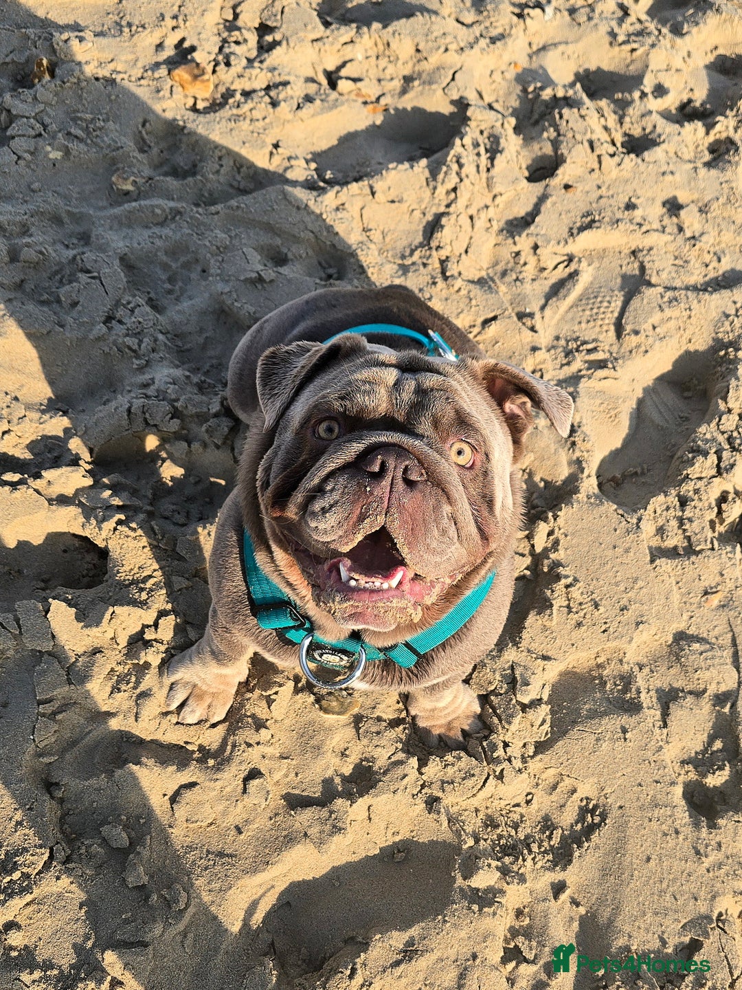 English Bulldog dogs for stud: Lowkey, Pink & Fluffy carrier Proven Stud!  - Image 4