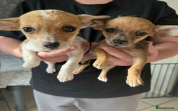 Chihuahua dogs for sale: Adorable chihuahua puppies ready now - Image 5