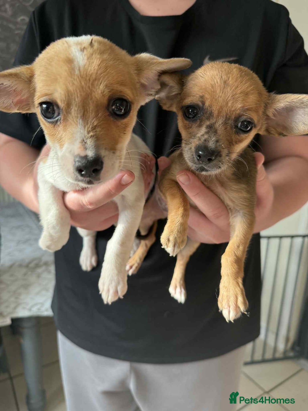 Chihuahua dogs for sale: Adorable chihuahua puppies ready now - Image 5