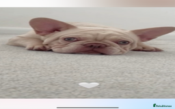 French Bulldog dogs for sale: French bulldog puppies  - Image 6