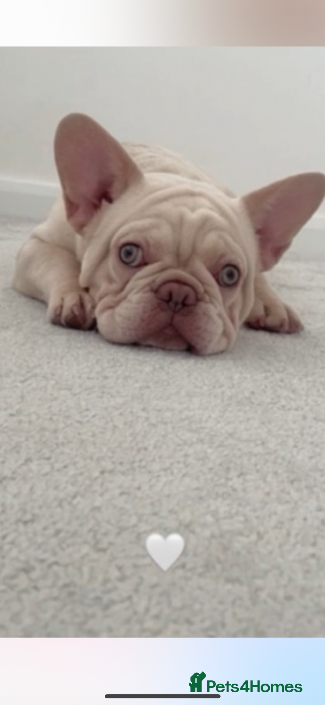French Bulldog dogs for sale: French bulldog puppies  - Image 6
