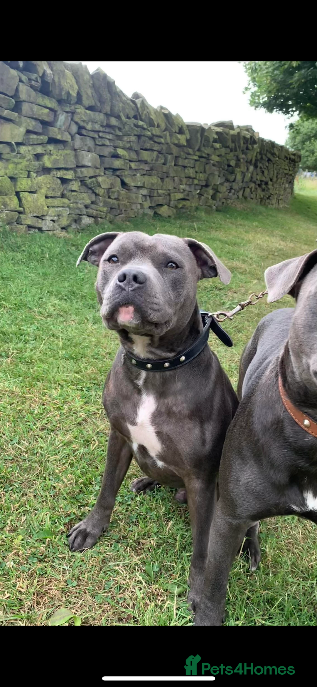 Staffordshire Bull Terrier dogs for stud: KC Registered Staffy Stud available  in Holmfirth - Advert 3