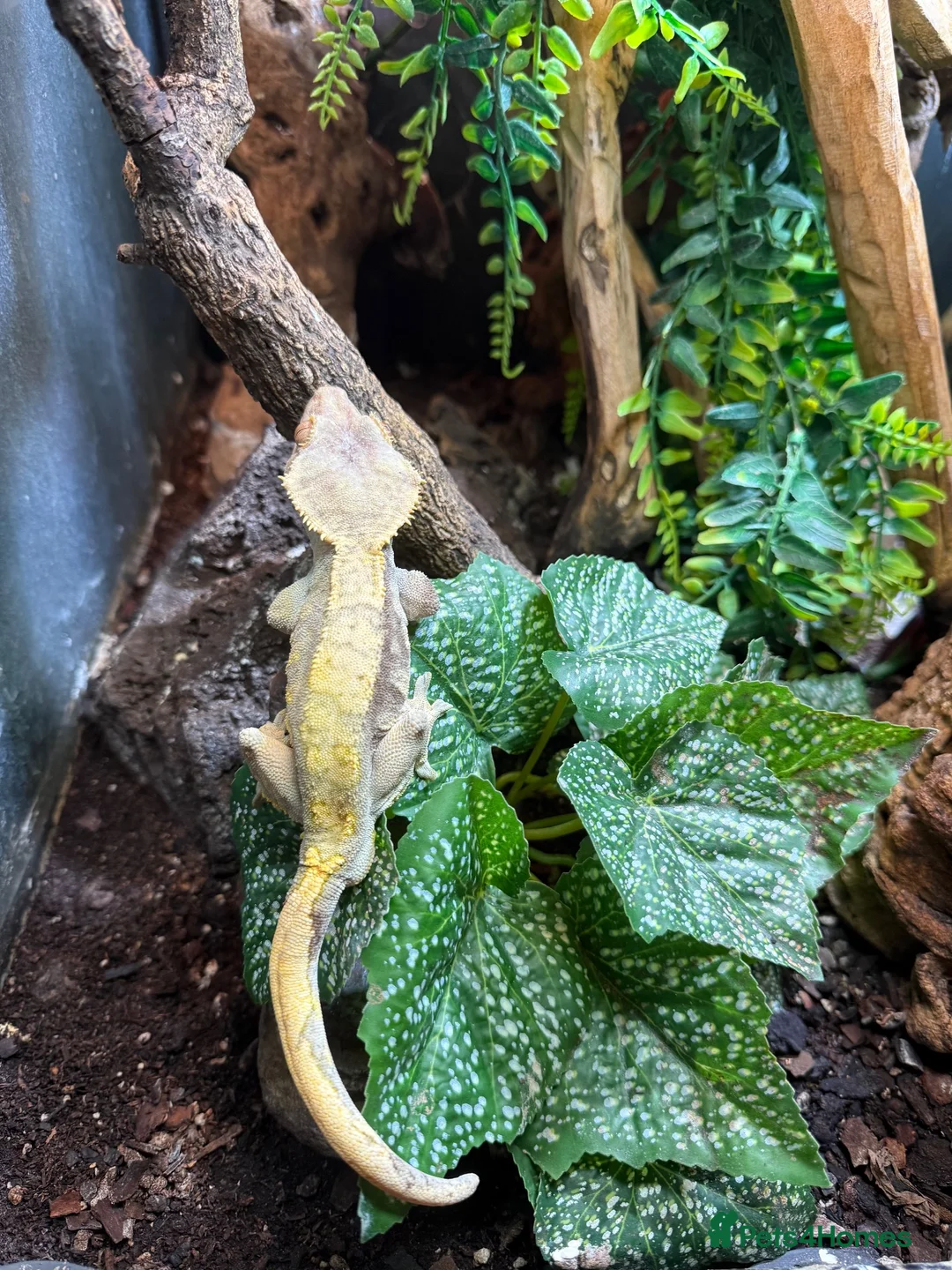 Gecko reptiles for sale: 2 crested geckos  in Northampton - Advert 2