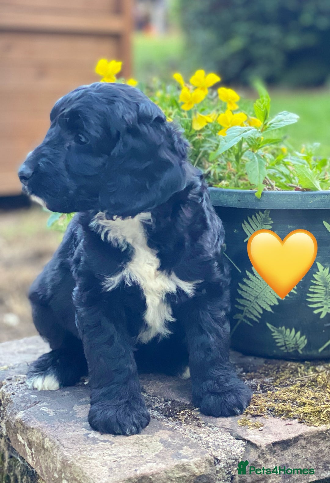 Sproodle dogs for sale: Stunning F1 Sproodle puppies  - Image 6