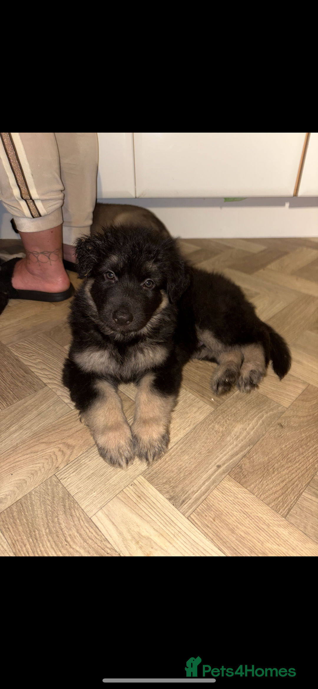 German Shepherd dogs for sale: German shepherd litter  - Advert 9