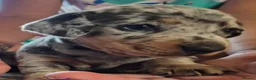 Miniature Dachshund dogs for sale: 2 beautiful miniature dachshund pups - Advert 14
