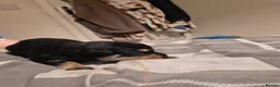 Mixed Breed dogs for sale: rottweiler and German Shepherd puppies - Advert 24