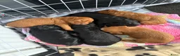 Cockapoo dogs for sale: Fb1 cockapoo puppies in Durham - Advert 7