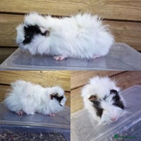 Guinea Pig rodents - Advert 13