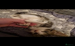 Mixed Breed cats for sale: 11 week old little boy - Image 3