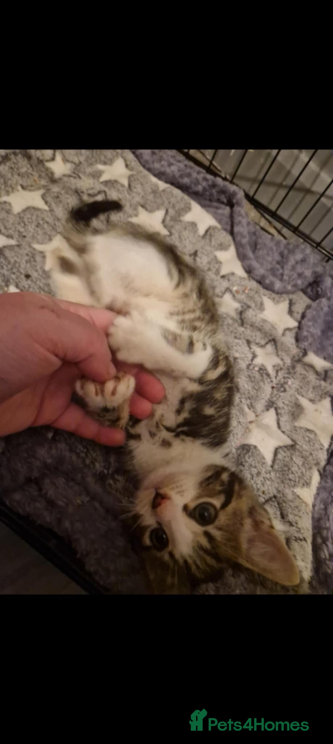 Mixed Breed cats for sale: 11 week old little boy - Image 3