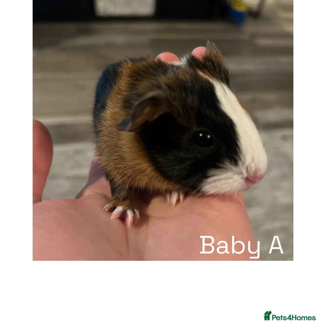 Guinea Pig rodents for sale: Mother daughter duo 💕 - Advert 1