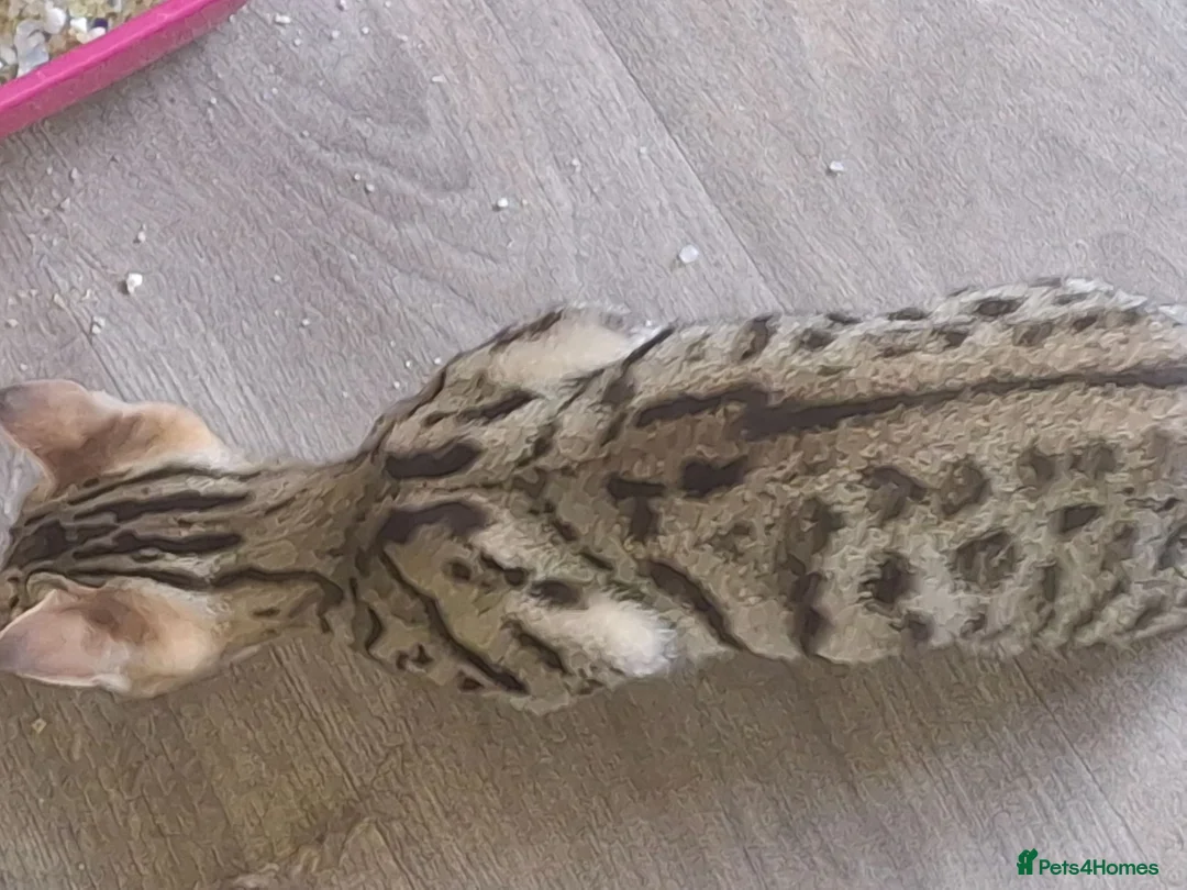 Bengal cats for sale: SOLD  - Advert 2