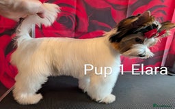 Biewer Terrier dogs for sale: Biewer - Image 15