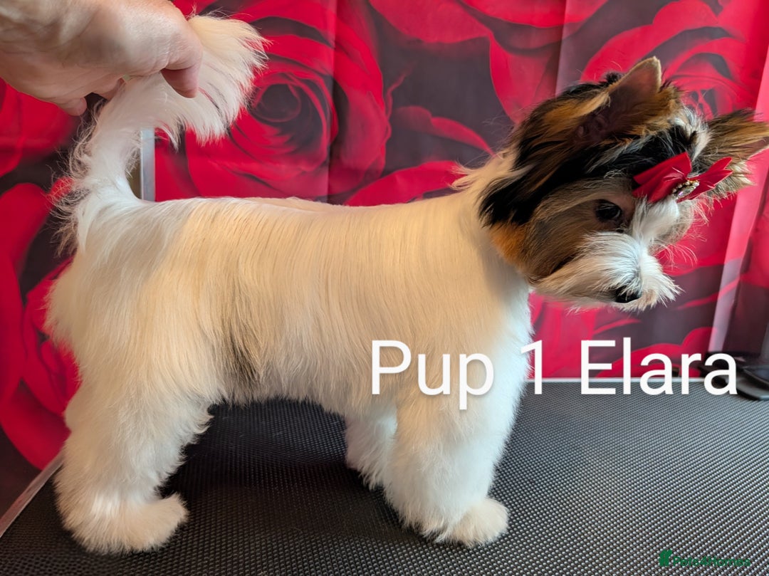 Biewer Terrier dogs for sale: Biewer - Image 15