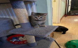 British Shorthair cats for sale: Stunning British short x Bengal  - Image 3