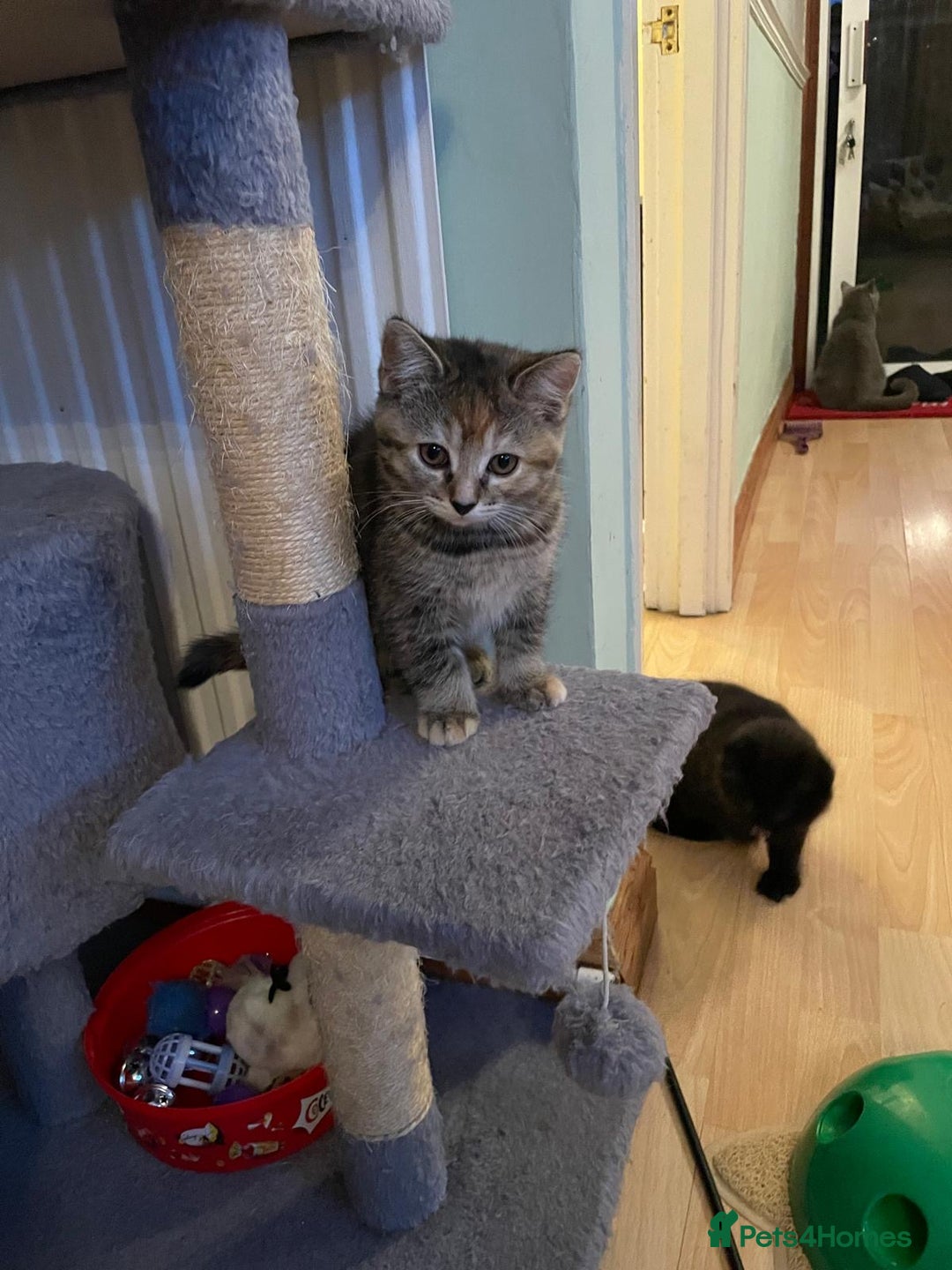 British Shorthair cats for sale: Stunning British short x Bengal  - Image 3