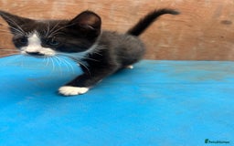 Mixed Breed cats for sale: 7 kittens looking for new home - Image 11