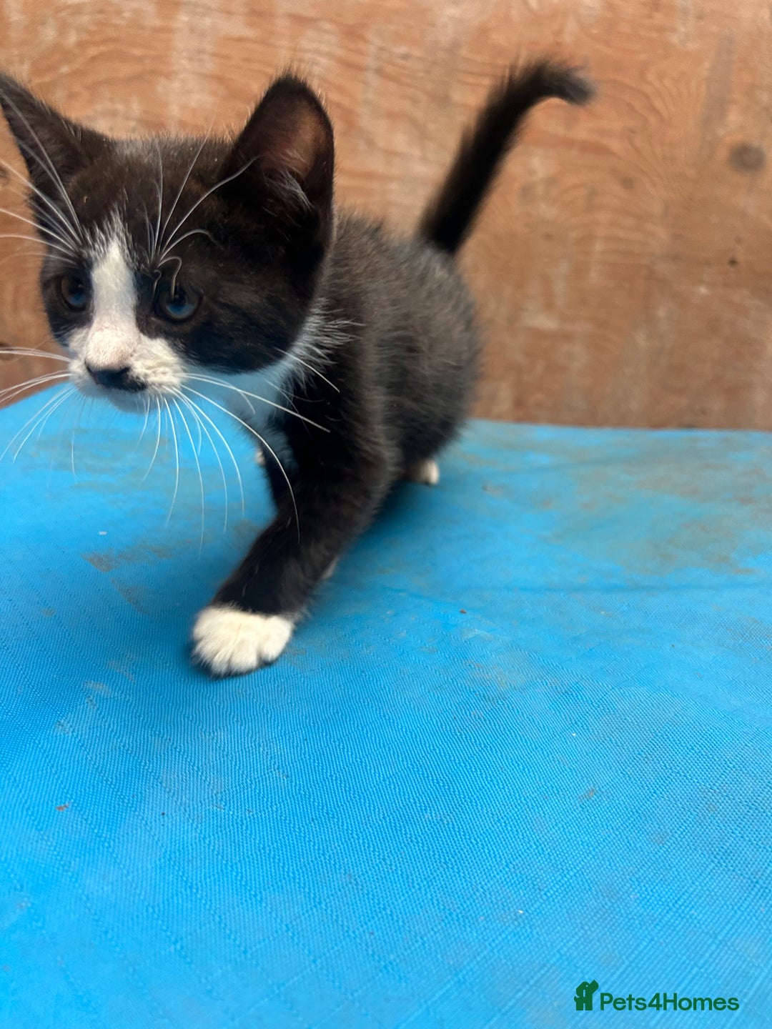 Mixed Breed cats for sale: 7 kittens looking for new home - Image 11