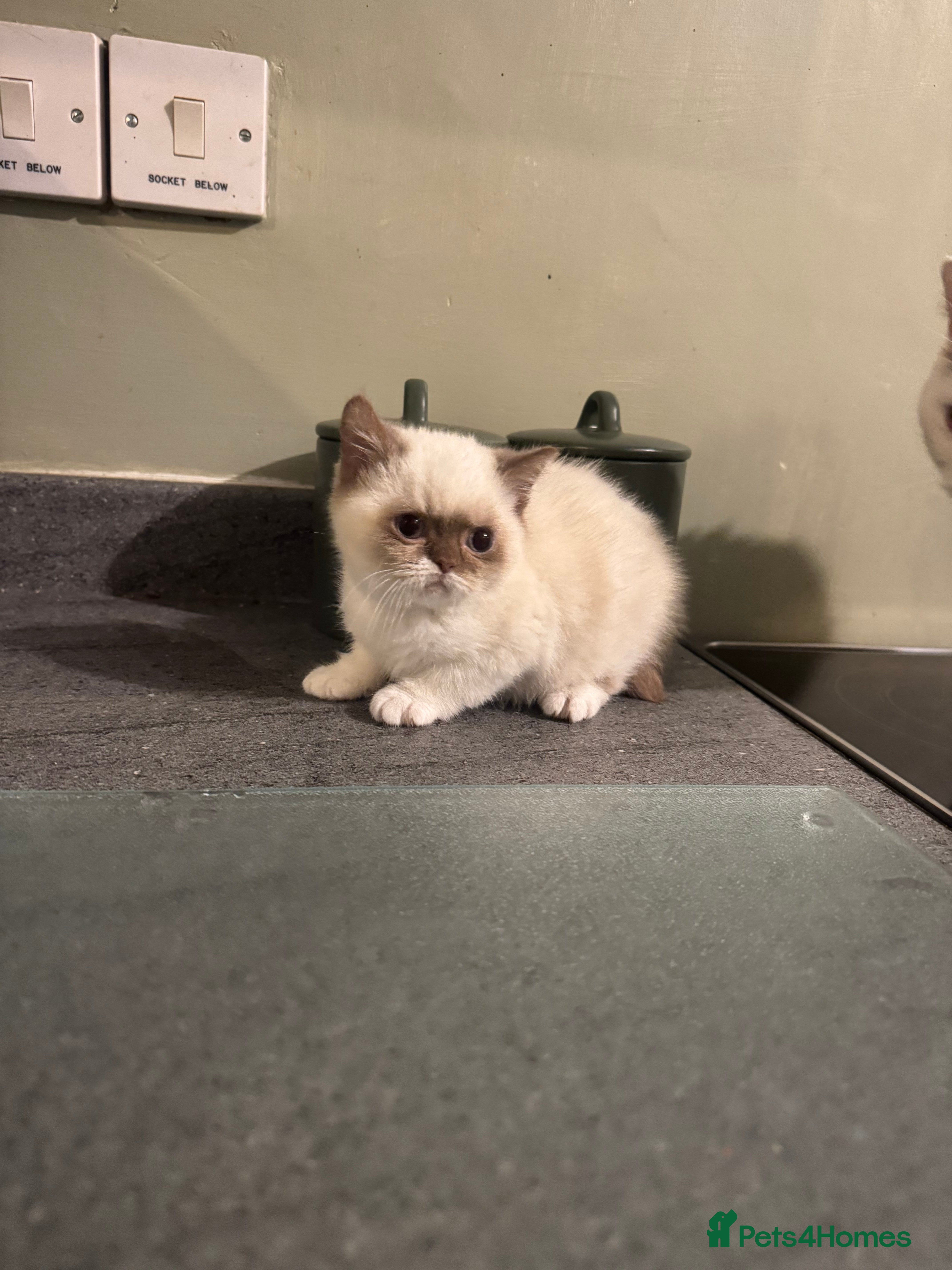 British Shorthair cats Cinnamon bi colour colourpoint  - Advert 2