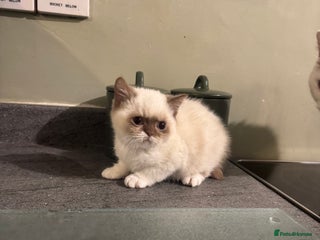 British Shorthair cats Cinnamon bi colour colourpoint - Advert 1