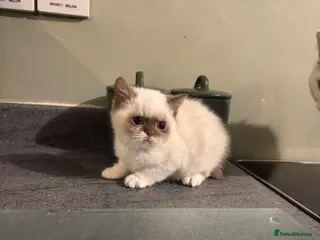 British Shorthair cats Cinnamon bi colour colourpoint - Advert 15