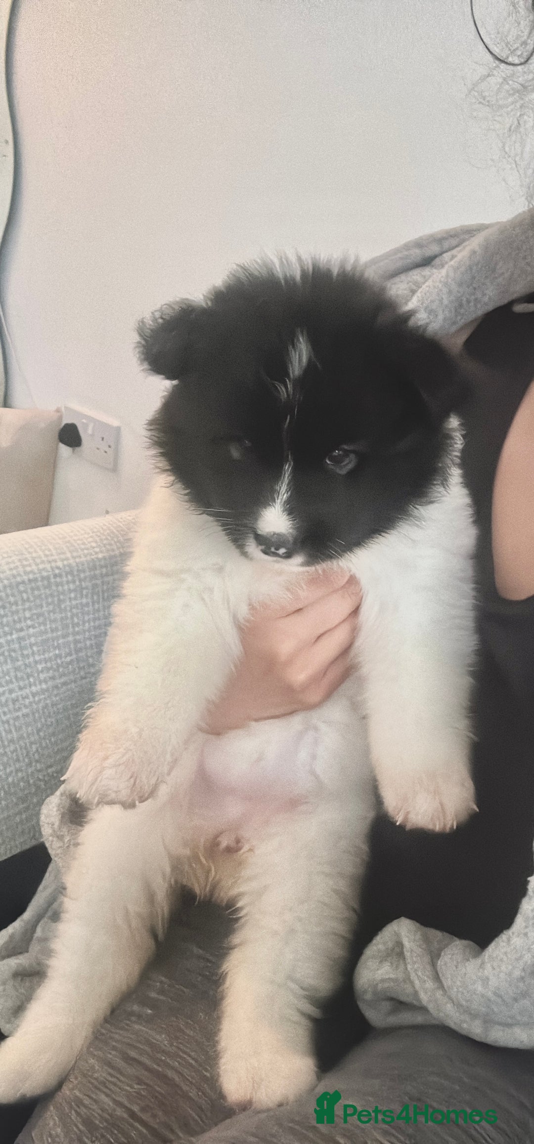 Akita dogs for sale: Quality Family Raised American Akita Puppies - Image 3