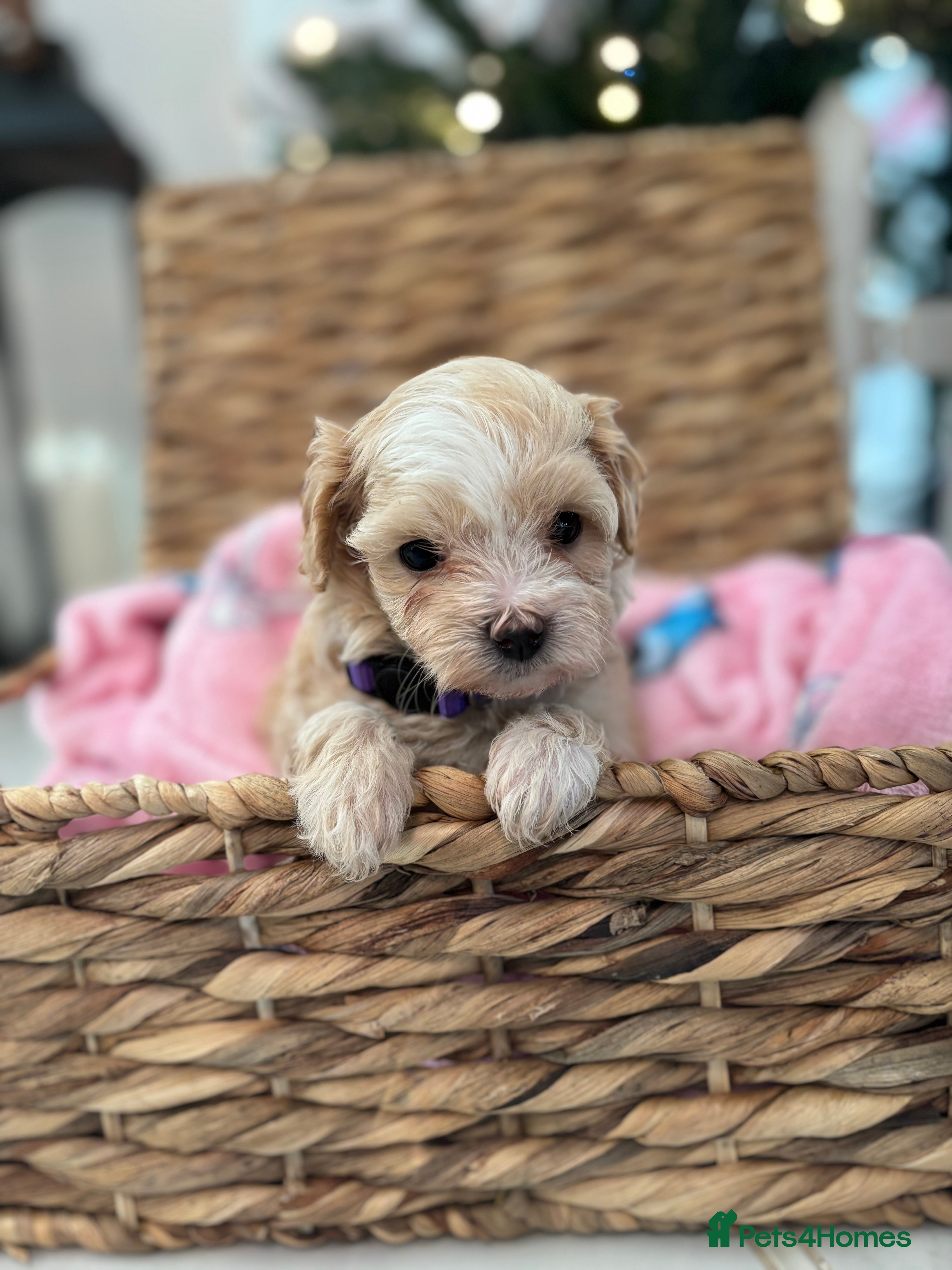 Maltipoo dogs 3 Gorgeous F1 Maltipoos Left!! - Advert 2