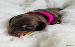 Miniature Dachshund dogs for sale: KC Miniature Dachshunds - Image 10
