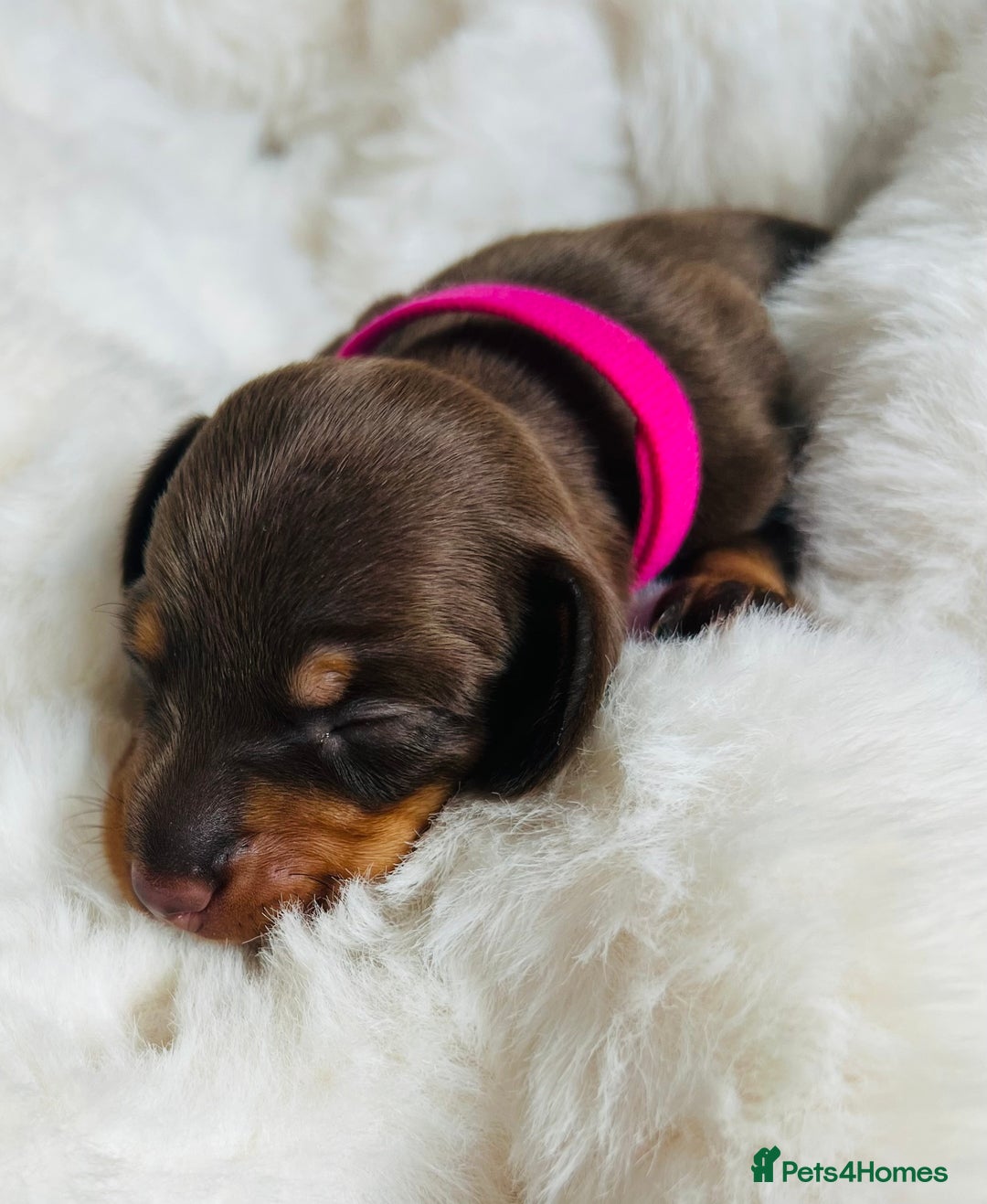 Miniature Dachshund dogs for sale: KC Miniature Dachshunds - Image 10