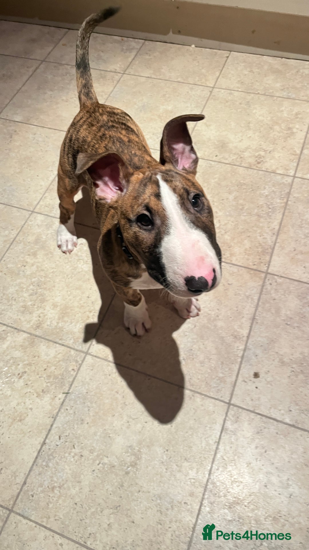 English Bull Terrier dogs for sale: English Bull Terrier male puppy  - Advert 5