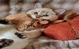 British Shorthair cats for sale: GOLDEN & COLOURPOINT BSH KITTENS, READY TO GO! - Image 17