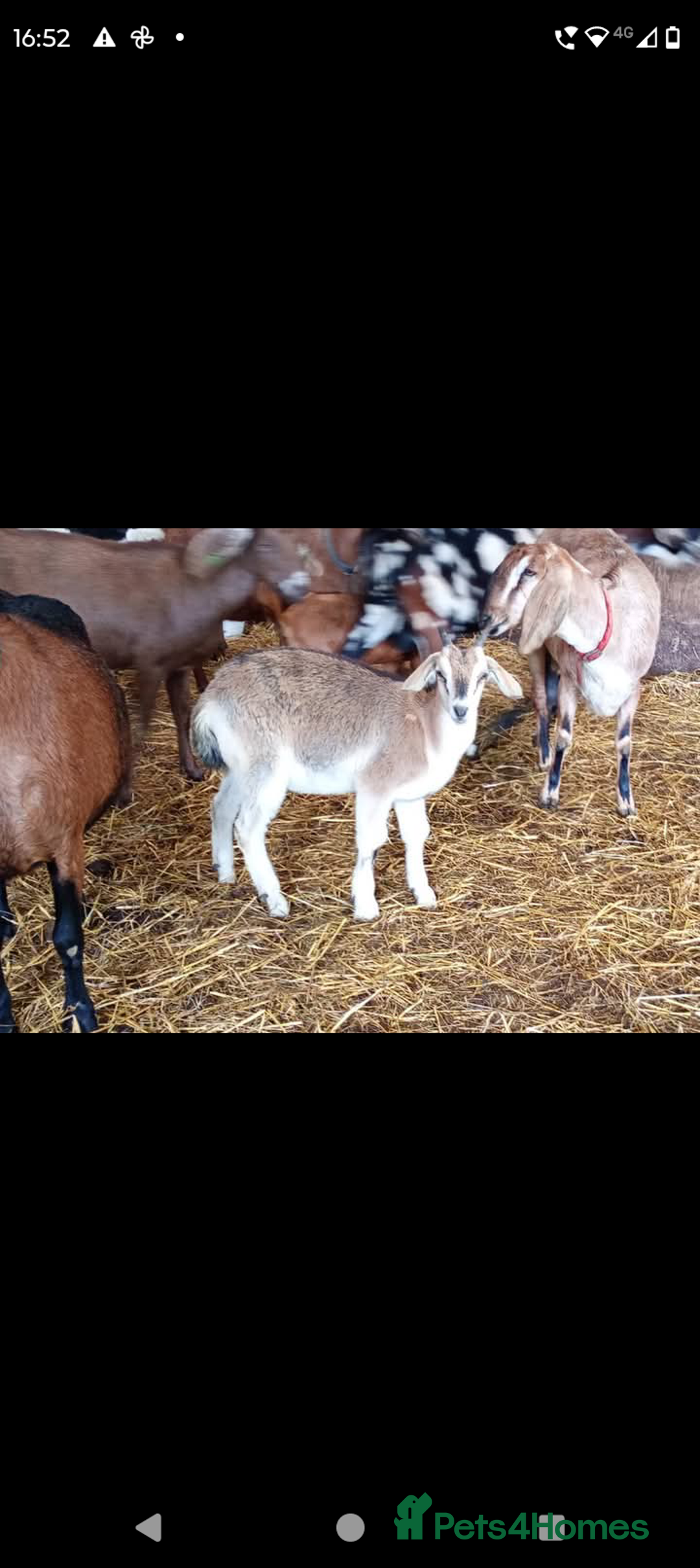 Goats livestock for sale: 2 brothers. - Image 4