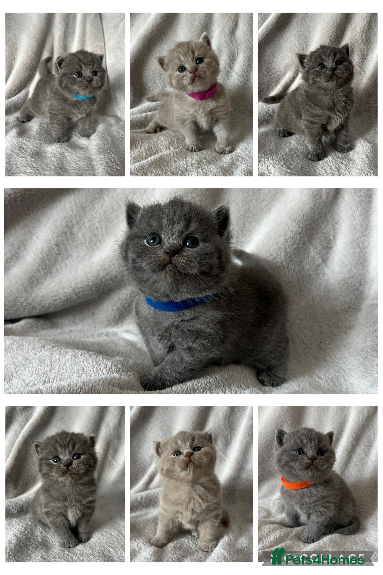 British Shorthair cats 👑 High Quality GCCF registered BSH kittens 👑 - Advert 1