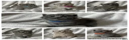 British Shorthair cats for sale: 👑 High Quality GCCF registered BSH kittens 👑 - Advert 1