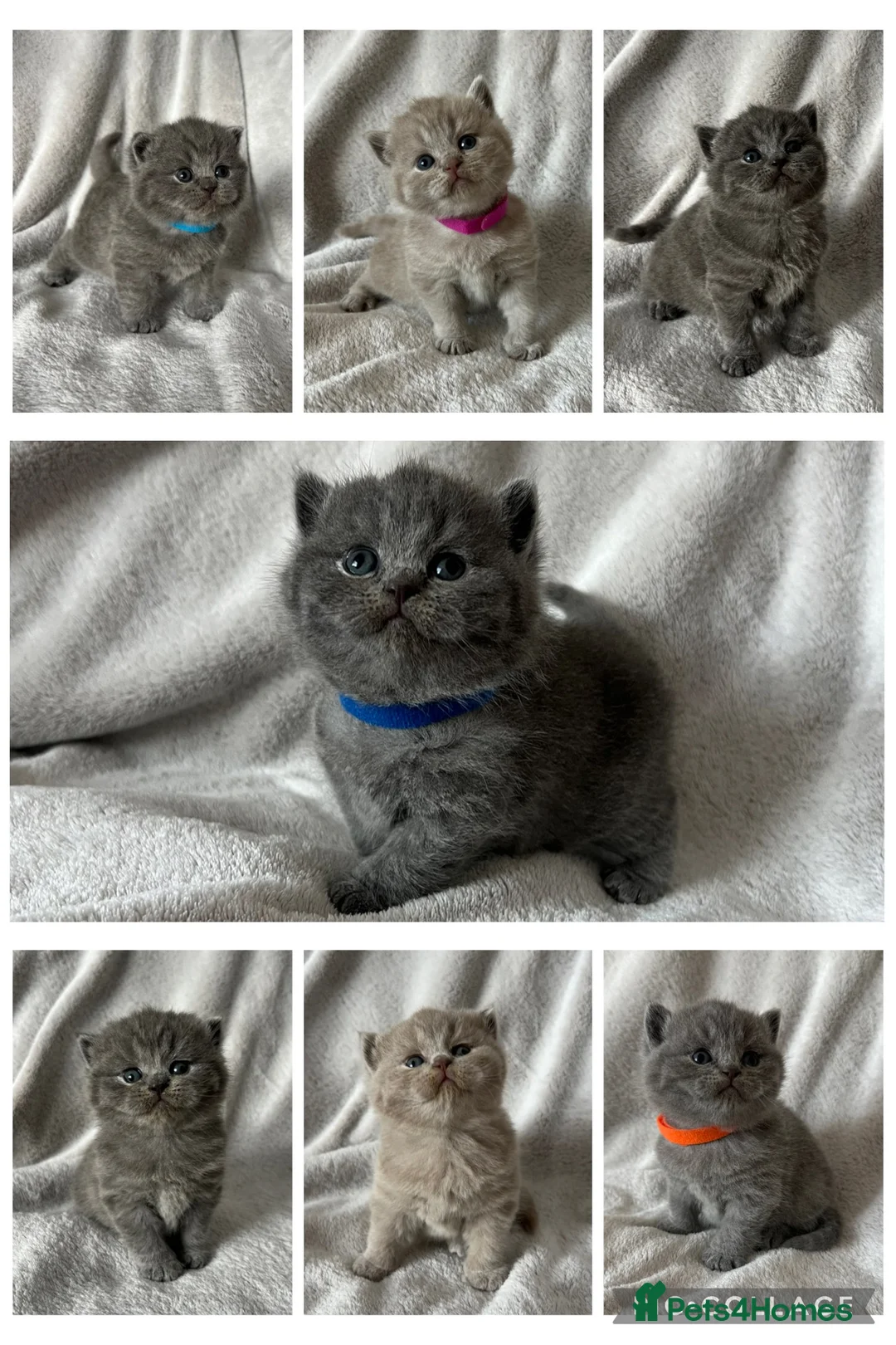 British Shorthair cats for sale: 👑 High Quality GCCF registered BSH kittens 👑 - Advert 1