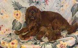 Cavapoo dogs for sale: !Ready now! F1 cavapoos kc reg parents - Image 16