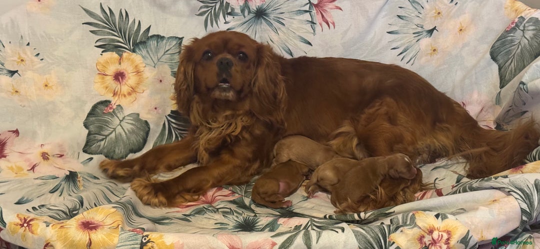 Cavapoo dogs for sale: !Ready now! F1 cavapoos kc reg parents - Image 16