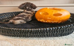 Cocker Spaniel dogs for sale: Working type cocker spaniels. Merle and Roan - Image 3