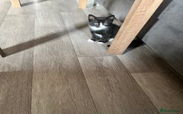 Mixed Breed cats for sale: 4 Beautiful Kittens 🐾 ❤️  - Image 5