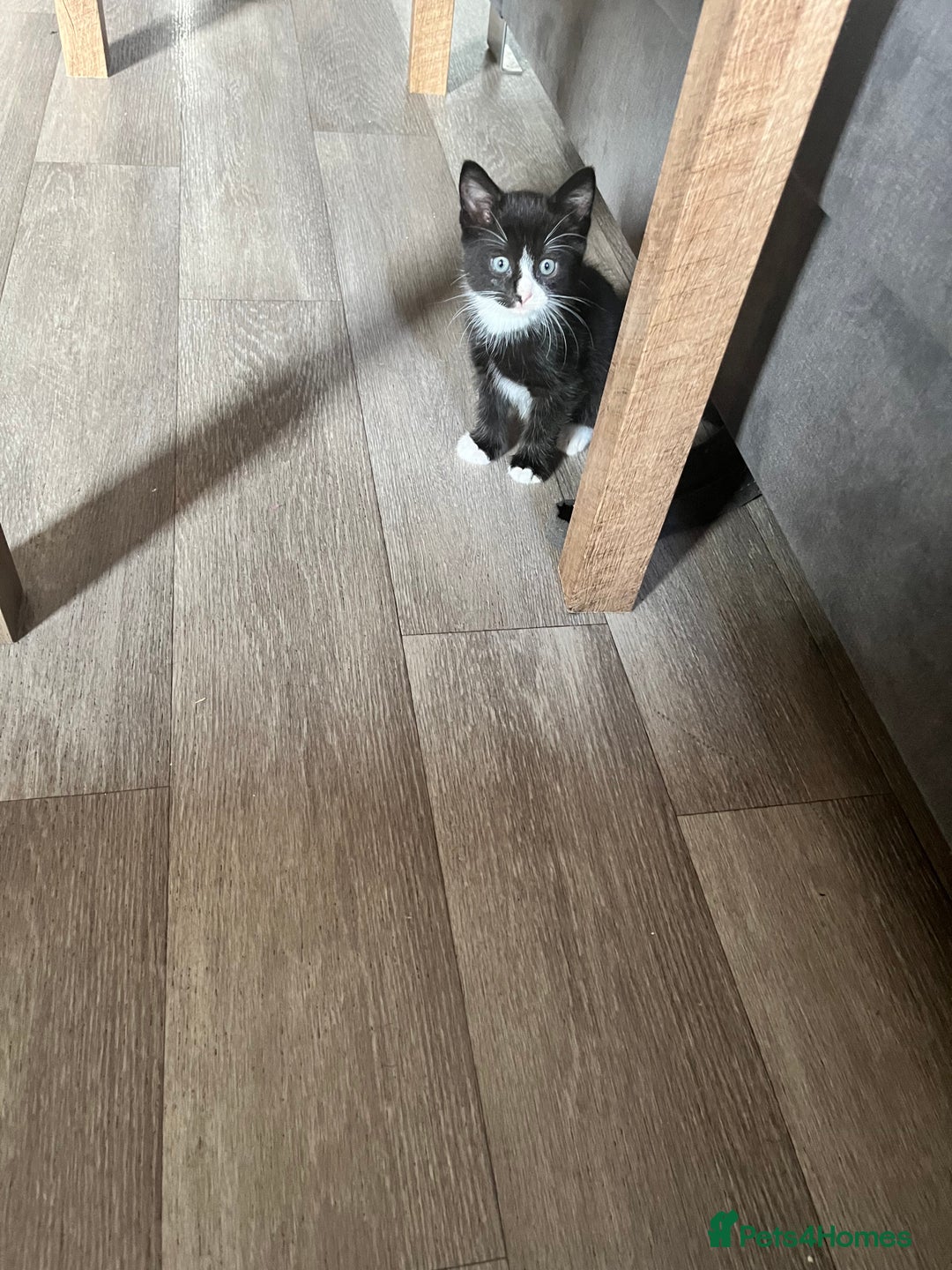 Mixed Breed cats for sale: 4 Beautiful Kittens 🐾 ❤️  - Image 5