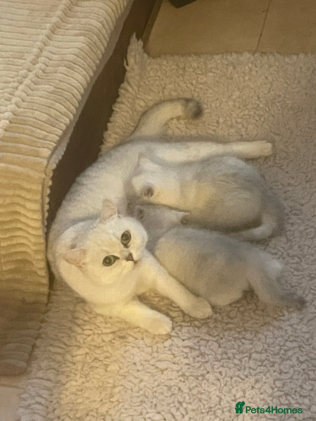 British Shorthair cats for sale: Beautiful registered British Shorthair boy - Advert 4