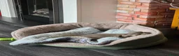 Chihuahua dogs for sale: Chihuahua  in Ross-on-Wye - Advert 6